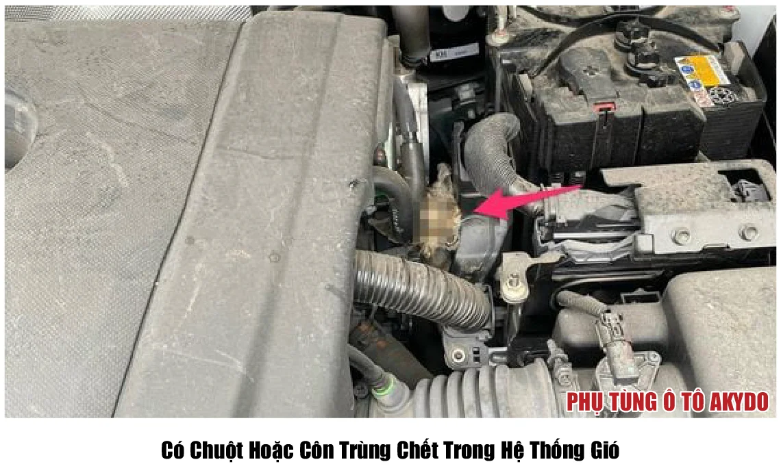 Có Chuột Hoặc Côn Trùng Chết Trong Hệ Thống Gió